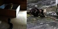 Detik-Detik Mendebarkan Pertarungan Kucing Imut Vs Ular Kobra, Endingnya Tak Terduga