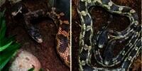 Sangat Langka! Begini Penampakan Ular Kepala Dua Dipajang di Kebun Binatang