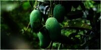 9 Arti Mimpi Makan Buah Mangga, Selain Soal Kesuksesan Terselip Pertanda Tidak Baik