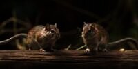 Video Mengerikan Gerombolan Tikus Berhamburan di Jalan Persawahan, Bikin Merinding!