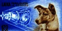 Laika, Anjing yang Dikirim ke Luar Angkasa dan Menjadi Simbol Awal Perlombaan Antariksa