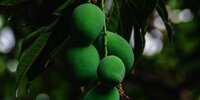 Buah Matang atau Mentah, Mana yang Lebih Sehat? Ternyata Manfaatnya Berbeda