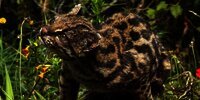Spesies Kucing Baru Ditemukan di Bolivia, Ukurannya Lebih Kecil dari Kucing Rumahan