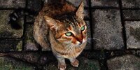Mengapa Kucing Sering Disebut Memiliki 9 Nyawa?
