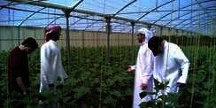 Asuransi Murah Petani, RI Ketinggalan dari Negara Arab