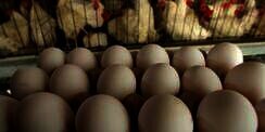 Eropa Boikot Daging dan Telur Israel