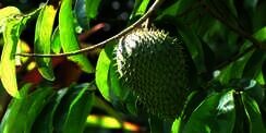 Bunuh Kanker dengan Daun Sirsak