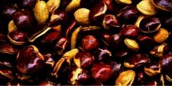 Jengkol, Si Bau yang Kaya Vitamin