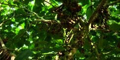 Perempuan Ini Raih Berkah Berjualan 'Buah Surga'