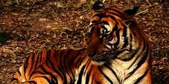 Jangan Ditiru! Suapi Harimau Pakai Tangan