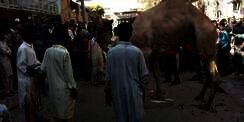 Penyembelihan Hewan Kurban Berujung Maut