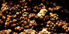 Kopi Luwak Terancam Diklaim Malaysia