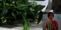 Peneliti IPB Ungkap Obat Kanker dari Daun Katuk