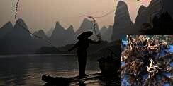 Makhluk Aneh Muncul di Laut Singapura