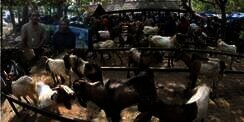 Kisah Pemulung Ditertawakan Saat Kurban 2 Kambing