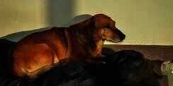 Kisah Haru Masha, Anjing Setia dari Rusia