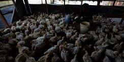 Ketulusan Hati Juragan Ayam 
