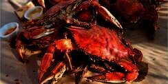 Makan Kepiting: Halal atau Haram?