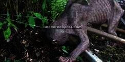 VIDEO: Geger, Makhluk "Gollum" Muncul di Perkebunan Sawit