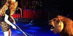 Singa Serang Pelatihnya di Depan Ratusan Penonton