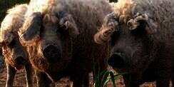 Heboh Daging `Babi-Domba` Masuk Indonesia