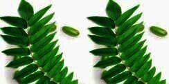 Isi Ulang Baterai Mati dengan Daun, Percaya?