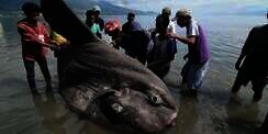 Ikan `Matahari` Raksasa Terdampar di Palu