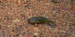 Heboh Ikan `Monster`, Bisa Berjalan dan Hidup 6 Hari di Darat