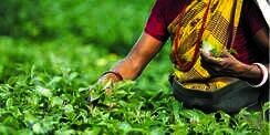 Susah Kerja, Sarjana Negara Ini Daftar Jadi Tukang Petik Teh
