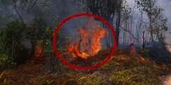 Api Yang Membakar Hutan Berpenampakan Lafadz Allah