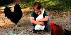 Seekor Ayam Pastikan Anak Ini Temannya Sebelum Berpelukan