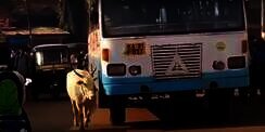 Sapi Ini Coba Hentikan Sebuah Bus Sejak 4 Tahun Lalu, Ada Apa?