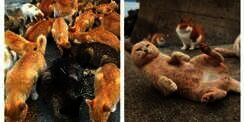 Dea-dea, `Surga Kucing` di Sulawesi Barat 