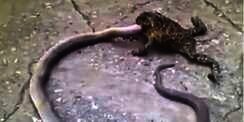 Lihat! Katak Ini Memakan Ular Besar