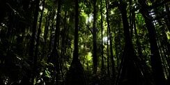 Misteri Pohon Bisa Berjalan Terkuak!