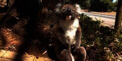 Aksi Kocak `Duel` Koala Bikin Gemas