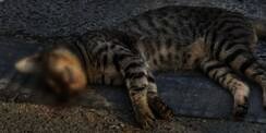 Hukum Menabrak Kucing dalam Pandangan Islam