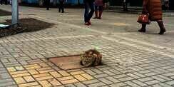 Kucing Itu Setahun Mendekam di Pinggir Jalan, Ternyata...