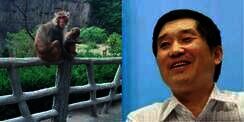 Tragis, Pengusaha Tewas Ditimpuk Batu oleh Monyet