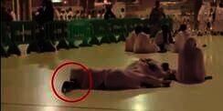 Video Kucing Bangunkan Jemaah Masjidil Haram Agar Sholat