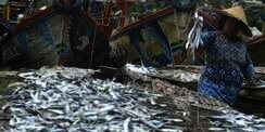 Halal, Jokowi Dorong Kampanye Makan Ikan
