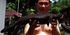 Ikan Langka Ditemukan di Manado, Hidup 300 Juta Tahun Silam?