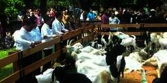 Harga Domba Garut Capai Puluhan Juta, Presiden Terkejut
