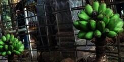 Misteri Pohon Pisang di Belakang Masjid