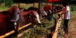 Hukum Berkurban Sapi dengan `Patungan` dalam Islam