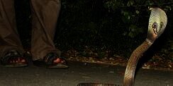 Dipatuk 12 Ular Termasuk Kobra, Bocah Ini Selamat