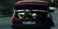 Polisi Dibuat Heran, Si Pria Bawa Sapi di Bagasi Mobil
