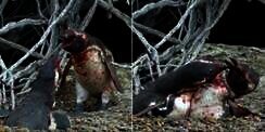 Cara Penguin Hadapi Pasangan yang Sakit Hati Ini Jadi Viral