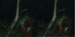 Tak Sengaja Terekam Kamera, Wanita Ini Diikuti Hantu Bocah