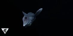 Ikan Misterius Tertangkap Kamera, Wajah 'Dijahit-jahit'